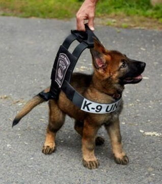 Zukünftige Diensthunde an ihrem ersten Arbeitstag: Noch ein bisschen zu groß für ihn, doch er ist jetzt schon stolz auf seine Uniform!