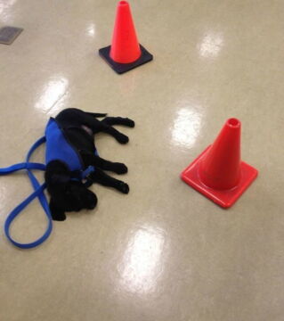 Zukünftige Diensthunde an ihrem ersten Arbeitstag: So ein Hindernislauf kann ganz schön anstrengen!