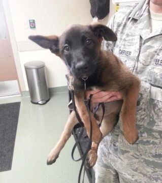 Zukünftige Diensthunde an ihrem ersten Arbeitstag: Und? Einsatzbereit zum Dienst am Nächsten?