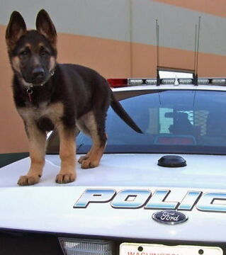 Zukünftige Diensthunde an ihrem ersten Arbeitstag: „Und worauf warten wir noch?“