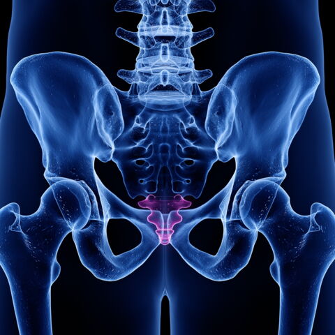 10. Das berühmte Steißbein