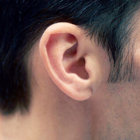 7. Die Muskulatur an den Ohren