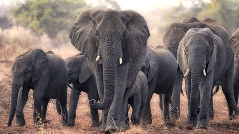 Auch wenn er nicht so harmlos ist, wie er vielleicht scheint: Der Elefant fällt dem Menschen jedoch viel häufiger zum Opfer.