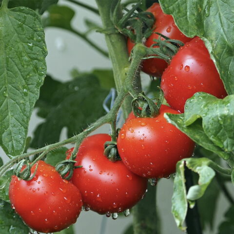 Carotinoidhaltige Lebensmittel