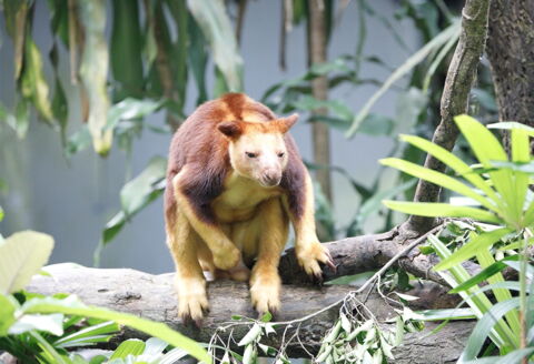 Das Baumkänguru ist in Neuguinea und Queensland beheimatet: