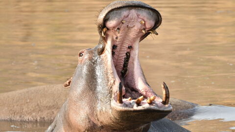 Das Flusspferd ist eigentlich kein friedliches und lustiges Tier.