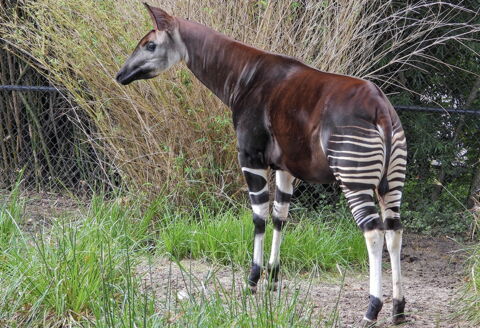 Das Okapi stammt ursprünglich aus Zentralafrika: