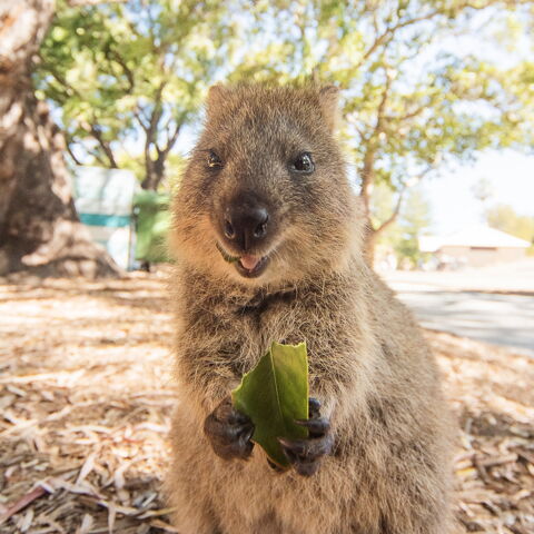 Das Quokka ist in Australien endemisch: