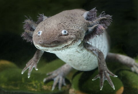 Der Axolotl ist in Mexiko beheimatet: