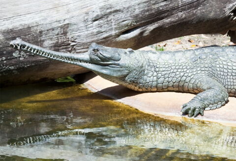 Der Gangesgavial ist eines der seltensten Krokodilarten der Welt:
