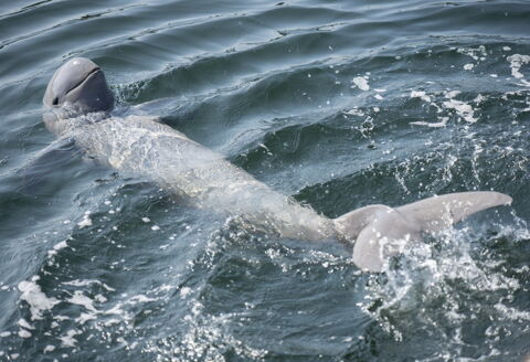 Der Irawadidelphin lebt überwiegend in den Gewässern Südostasiens: