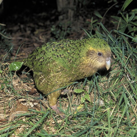 Der Kakapo ist auf Neeseeland endemisch: