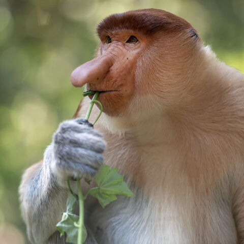 Der Nasenaffe ist in den Wäldern Borneos beheimatet: