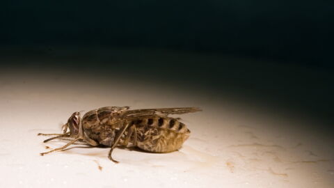 Die Tsetsefliege ernährt sich von Blut und das sowohl von Mensch und Tier. Dabei wird sie zum Überträger von tödlichen Krankheiten.