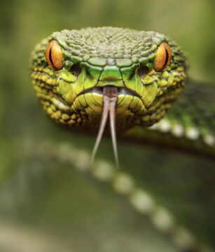 Hier haben wir keinen Zweifel, dass dieses Tier gefährlich ist. Alleine sein Blick und sein Züngeln jagt bereits Angst ein!