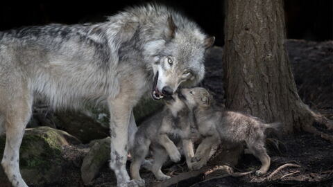 Jedes Jahr tötet der Wolf etwa zehn Menschen.