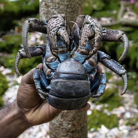 Krebstier mit dem Namen Palmendieb