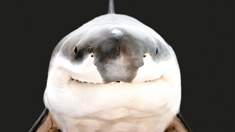 Mit "nur" sechs Todesopfern pro Jahr befindet sich der Hai in dieser Liste an letzter Stelle.