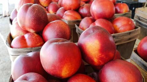 Nektarinen enthalten 20,3 mg Vitamin C auf 100 g