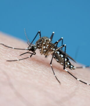 Nr. 1: Das gefährlichste Tier der Welt ist die Mücke!