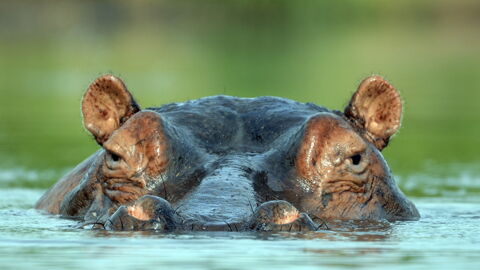 Nr. 11: Trotz ihres schwerfälligen Aussehens können Nilpferde sehr aggressiv werden, insbesondere Mütter mit Jungtieren.