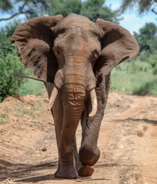 Nr. 12: Der Elefant verursacht 500 Tote pro Jahr.