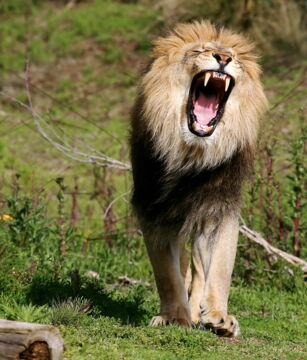 Nr. 13: Der König des Dschungels brüllt lauter, als er Menschen tötet.