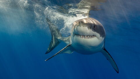 Nr. 15: Nein, nicht der Hai ist das gefährlichste Tier, auch wenn dieses Raubtier jedem sofort in den Sinn kommt.