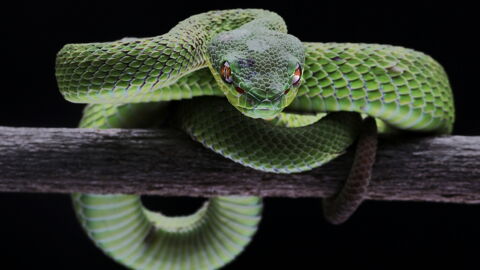 Nr. 3: Die Schlange ist und bleibt ein sehr gefährliches Tier für Mensch und Tier.