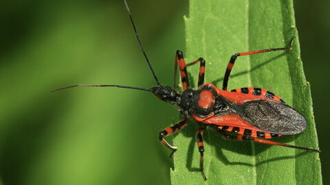 Nr. 6: Die Triatominae gehören zur Familie der Raubwanzen.