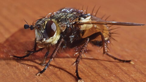 Nr. 7: Die Tsetsefliege kostet jährlich 10.000 Menschen das Leben.