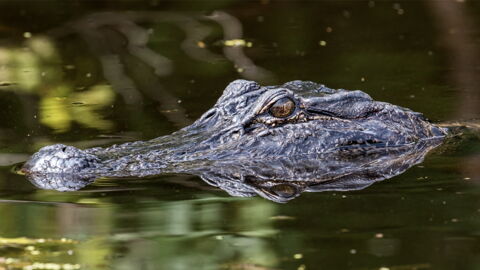 Nr. 9: Das Krokodil verursacht die meisten menschlichen Todesfälle in Afrika.