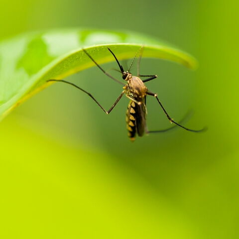 Platz 1 der gefährlichsten Tiere: Der Moskito