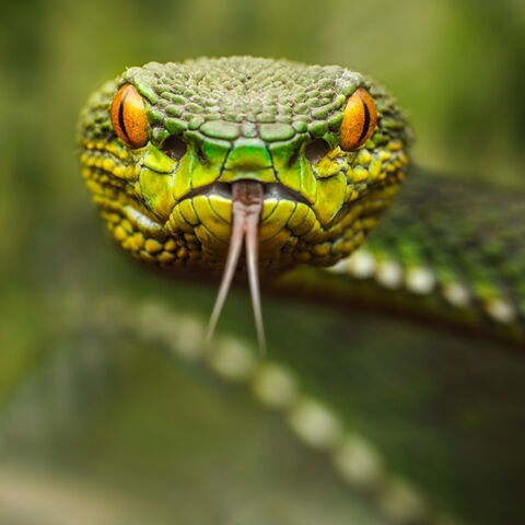 Platz 2 der gefährlichsten Tiere: Die Schlange