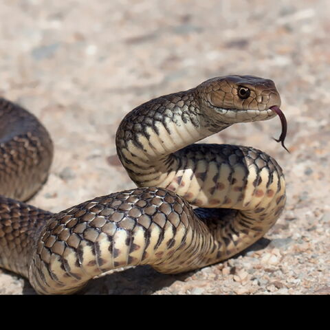 Platz 2 der gefährlichsten Tiere: Die Schlange