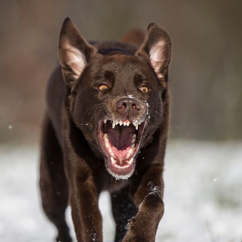 Platz 3 der gefährlichsten Tiere: Der Hund