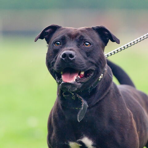 Platz 3 der gefährlichsten Tiere: Der Hund