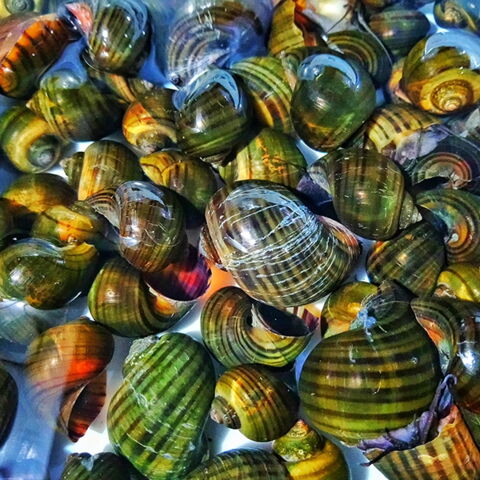 Platz 6 der gefährlichsten Tiere: Die Süßwasserschnecke