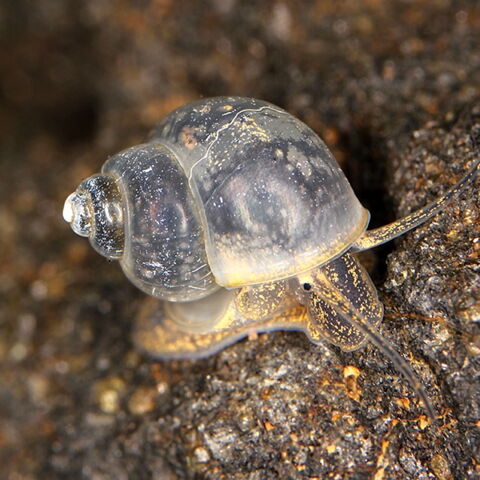 Platz 6 der gefährlichsten Tiere: Die Süßwasserschnecke