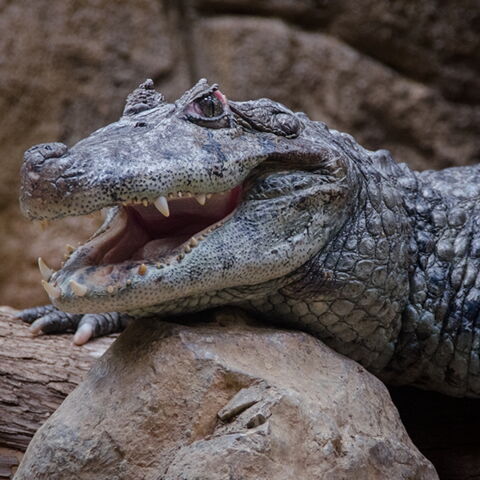 Platz 7 der gefährlichsten Tiere: Das Krokodil