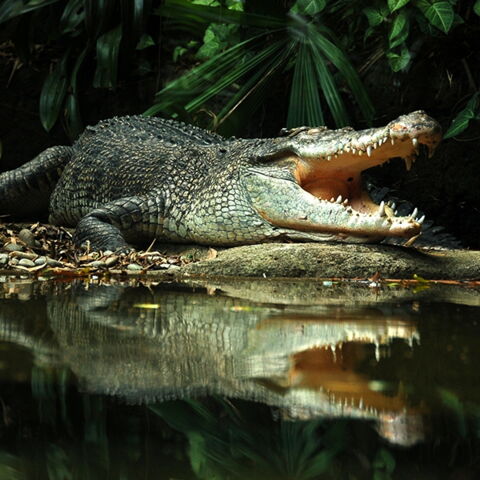 Platz 7 der gefährlichsten Tiere: Das Krokodil