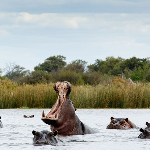 Platz 8 der gefährlichsten Tiere: Das Nilpferd