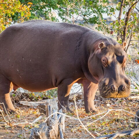 Platz 8 der gefährlichsten Tiere: Das Nilpferd