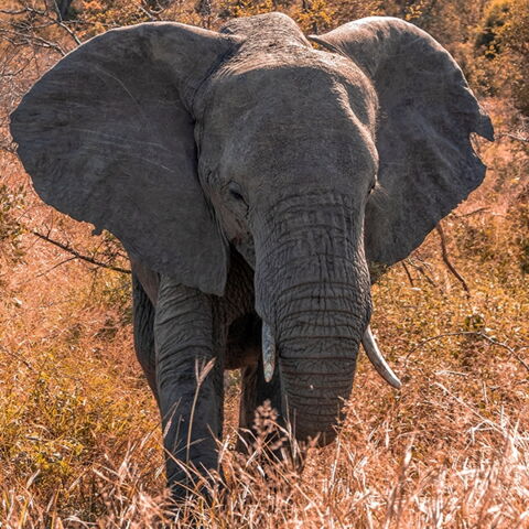 Platz 9 der gefährlichsten Tiere: Der Elefant