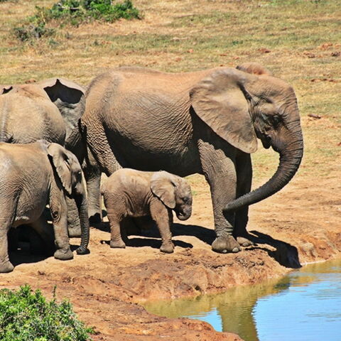 Platz 9 der gefährlichsten Tiere: Der Elefant