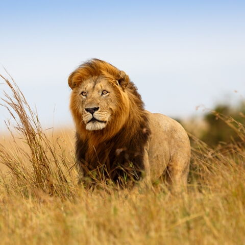 Platze 10 der gefährlichsten Tiere: Der Löwe