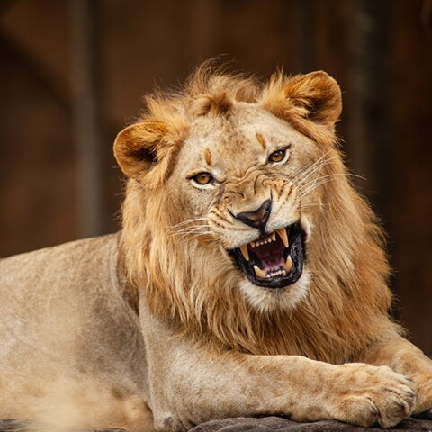 Platze 10 der gefährlichsten Tiere: Der Löwe