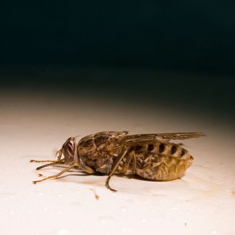 Plazt 4 der gefährlichsten Tiere: Die Tsetse-Fliege