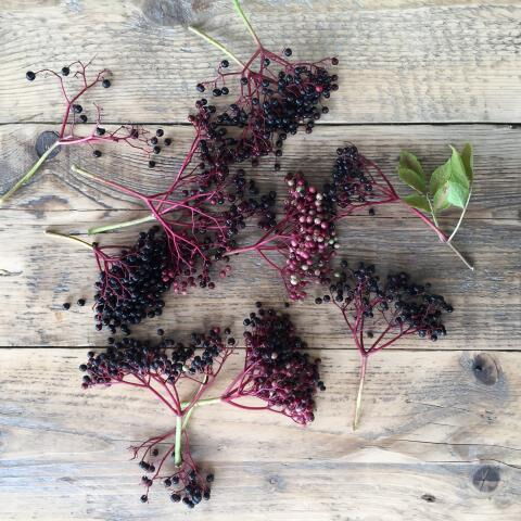 Rohe Holunderbeeren haben einen Vitamin-C-Gehalt von durchschnittlich 32,5 mg/100g