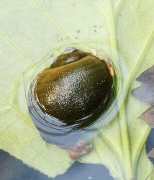 Sie ist für mehr als 20.000 Todesfälle pro Jahr verantwortlich.